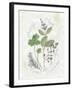 Parsley and Sage-Elissa Della-piana-Framed Art Print