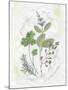 Parsley and Sage-Elissa Della-piana-Mounted Art Print