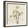 Parsley Moment-Albert Koetsier-Framed Art Print