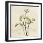 Parsley Moment-Albert Koetsier-Framed Art Print