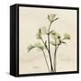 Parsley Moment-Albert Koetsier-Framed Stretched Canvas