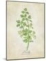 Parsley Vintage-Rosana Laiz Blursbyai-Mounted Photographic Print