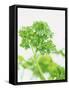 Parsley-Friedrich Strauss-Framed Stretched Canvas