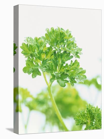 Parsley-Friedrich Strauss-Stretched Canvas