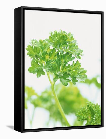 Parsley-Friedrich Strauss-Framed Stretched Canvas