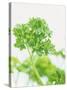 Parsley-Friedrich Strauss-Stretched Canvas