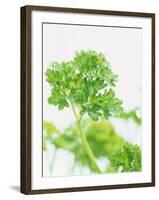 Parsley-Friedrich Strauss-Framed Photographic Print