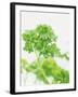 Parsley-Friedrich Strauss-Framed Photographic Print