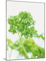 Parsley-Friedrich Strauss-Mounted Photographic Print