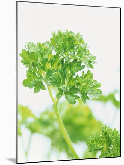 Parsley-Friedrich Strauss-Mounted Photographic Print