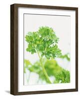 Parsley-Friedrich Strauss-Framed Photographic Print