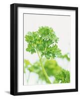 Parsley-Friedrich Strauss-Framed Photographic Print