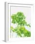 Parsley-Friedrich Strauss-Framed Photographic Print