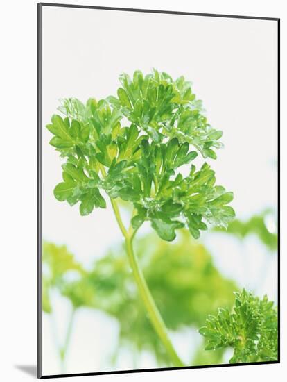 Parsley-Friedrich Strauss-Mounted Photographic Print