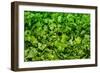 Parsley-Steve Gadomski-Framed Photographic Print