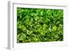 Parsley-Steve Gadomski-Framed Photographic Print