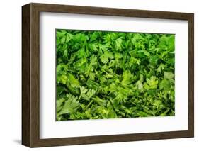 Parsley-Steve Gadomski-Framed Photographic Print