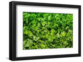 Parsley-Steve Gadomski-Framed Photographic Print