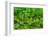 Parsley-Steve Gadomski-Framed Photographic Print