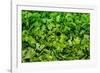 Parsley-Steve Gadomski-Framed Photographic Print