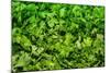 Parsley-Steve Gadomski-Mounted Photographic Print