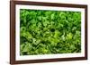 Parsley-Steve Gadomski-Framed Photographic Print