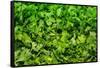 Parsley-Steve Gadomski-Framed Stretched Canvas