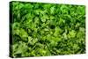 Parsley-Steve Gadomski-Stretched Canvas