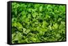 Parsley-Steve Gadomski-Framed Stretched Canvas