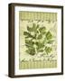 Parsley-Kate Ward Thacker-Framed Giclee Print