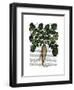 Parsnip 1-Fab Funky-Framed Art Print