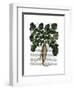 Parsnip 1-Fab Funky-Framed Art Print