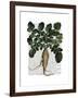 Parsnip 1-Fab Funky-Framed Art Print