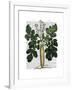 Parsnip 2-Fab Funky-Framed Art Print