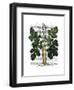 Parsnip 2-Fab Funky-Framed Art Print