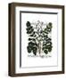 Parsnip 3-Fab Funky-Framed Art Print