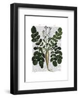 Parsnip 3-Fab Funky-Framed Art Print