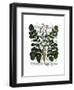 Parsnip 3-Fab Funky-Framed Art Print