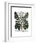 Parsnip 3-Fab Funky-Framed Art Print