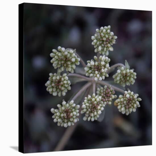 Parsnip flower buckwheat, Signal Mountain, Grand Teton National Park, Wyoming, USA-Roddy Scheer-Stretched Canvas