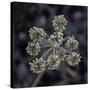 Parsnip flower buckwheat, Signal Mountain, Grand Teton National Park, Wyoming, USA-Roddy Scheer-Stretched Canvas