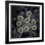 Parsnip flower buckwheat, Signal Mountain, Grand Teton National Park, Wyoming, USA-Roddy Scheer-Framed Photographic Print