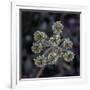 Parsnip flower buckwheat, Signal Mountain, Grand Teton National Park, Wyoming, USA-Roddy Scheer-Framed Photographic Print