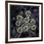 Parsnip flower buckwheat, Signal Mountain, Grand Teton National Park, Wyoming, USA-Roddy Scheer-Framed Photographic Print