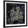 Parsnip flower buckwheat, Signal Mountain, Grand Teton National Park, Wyoming, USA-Roddy Scheer-Framed Photographic Print