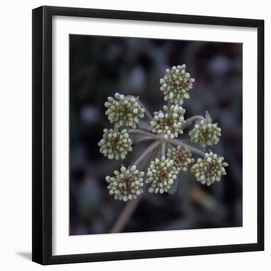 Parsnip flower buckwheat, Signal Mountain, Grand Teton National Park, Wyoming, USA-Roddy Scheer-Framed Photographic Print