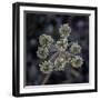 Parsnip flower buckwheat, Signal Mountain, Grand Teton National Park, Wyoming, USA-Roddy Scheer-Framed Photographic Print