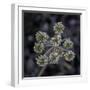 Parsnip flower buckwheat, Signal Mountain, Grand Teton National Park, Wyoming, USA-Roddy Scheer-Framed Photographic Print