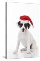 Parson Jack Russell Terrier Puppy-null-Stretched Canvas