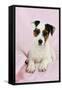 Parson Jack Russell Terrier Puppy-null-Framed Stretched Canvas